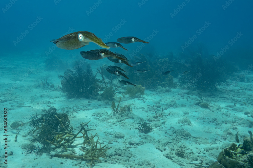 School of Squid Swimming Near Ocean Floor School of Squid Swimming Near Ocean Floor