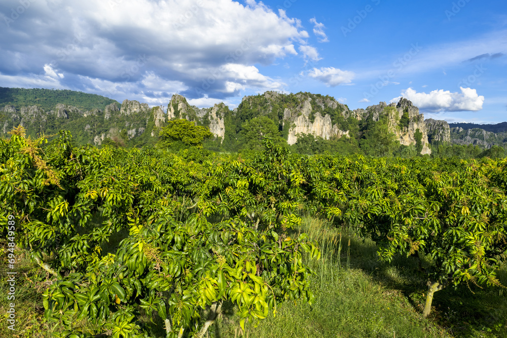 Mango farm and limestone mountain range in Noen Maprang district, Phitsanulok, Thailand