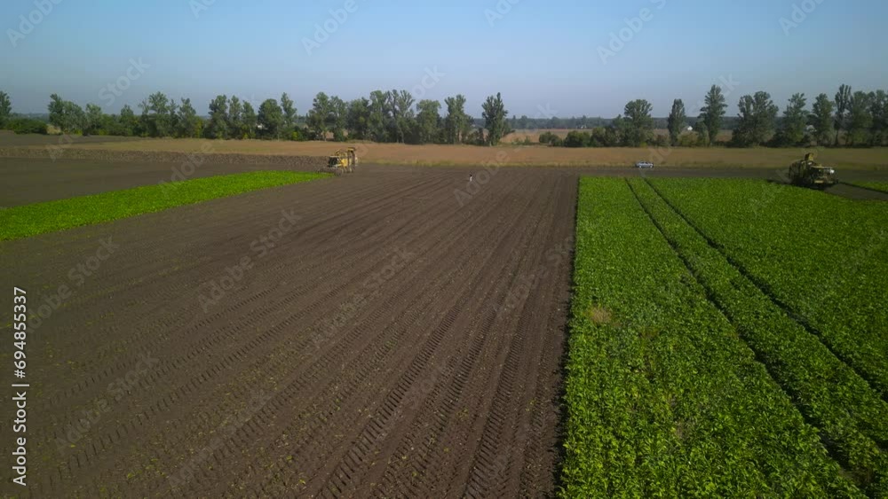Combine harvesting sugar beet aerial view Combine harvesting sugar beet aerial view