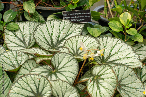 The picture of plant called Begonia grey ghost which is a herbs or undershrub, and occur in subtropical and tropical moist climates photo