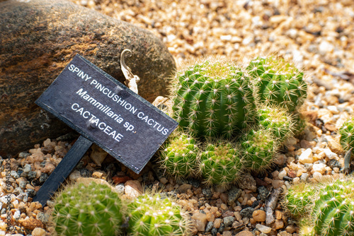 A Picture of Mammillaria spinosissima, also known as the spiny pincushion cactus