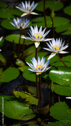A picture of Nymphaeceae commonly known as water lilies