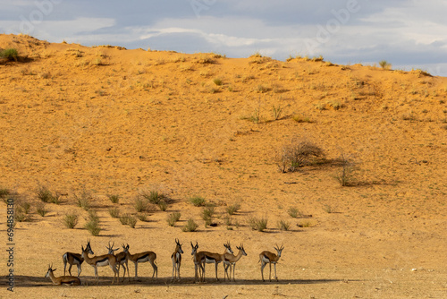 Springbuck (Antidorcas marsupialis) getting into the shade during the midday heat in the Nossob riverbed, Kgalagadi Transfrontier Park, Kalahari photo