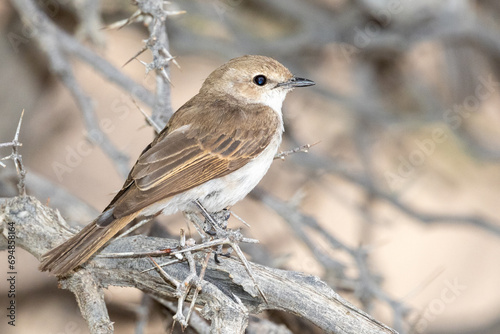 Marico flycatcher, or Mariqua flycatcher (Maricovlieëvanger) (Bradornis mariquensis) at Leeudril in the Kgalagadi Transfrontier Park in the Kalahari
