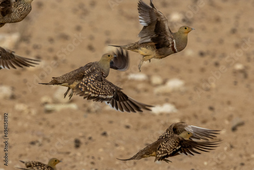 Namaqua sandgrouse (Kelkiewyn) (Pterocles namaqua) at Kij Kij in the Kgalagadi Transfrontier Park in the Kalahari photo