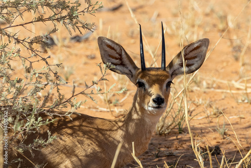 Steenbok (Raphicerus campestris) in the Kgalagadi Transfrontier Park photo