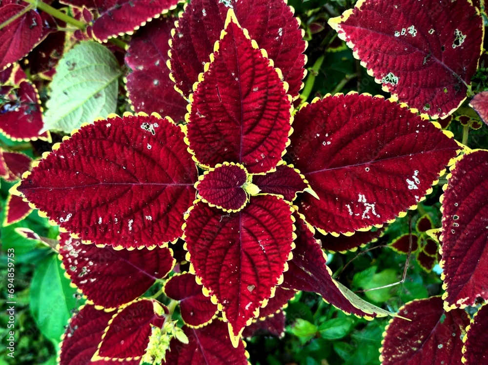 coleus,coleus flower,coleus tree,coleus plant,beautiful coleus,coleus