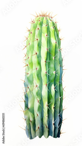 San Pedro Cactus painting isolated on white background photo