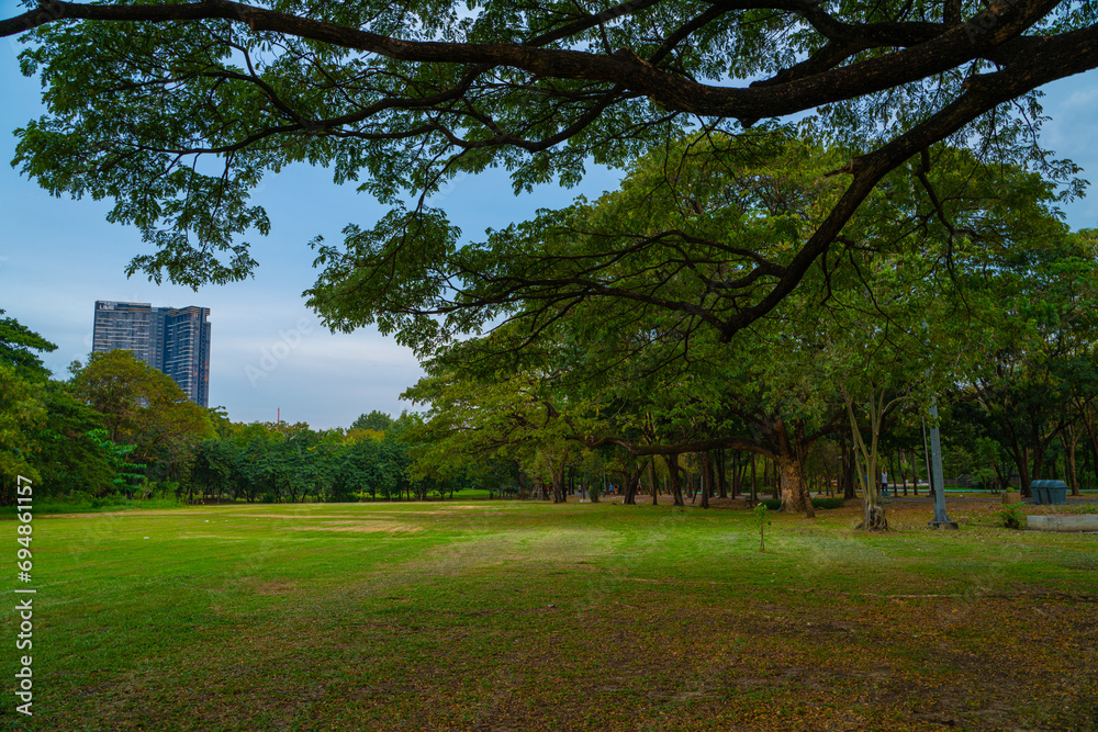 Green meadow grass with tree in city public park fresh air in downtown Green meadow grass with tree in city public park fresh air in downtown