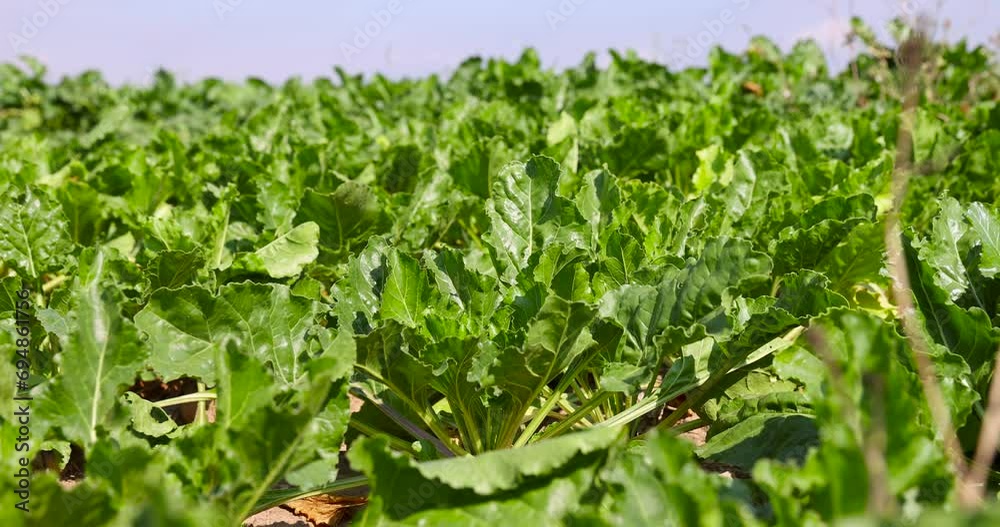 a field with sugar beet for industrial use, a farmer's field with white beet for sugar production a field with sugar beet for industrial use, a farmer's field with white beet for sugar production