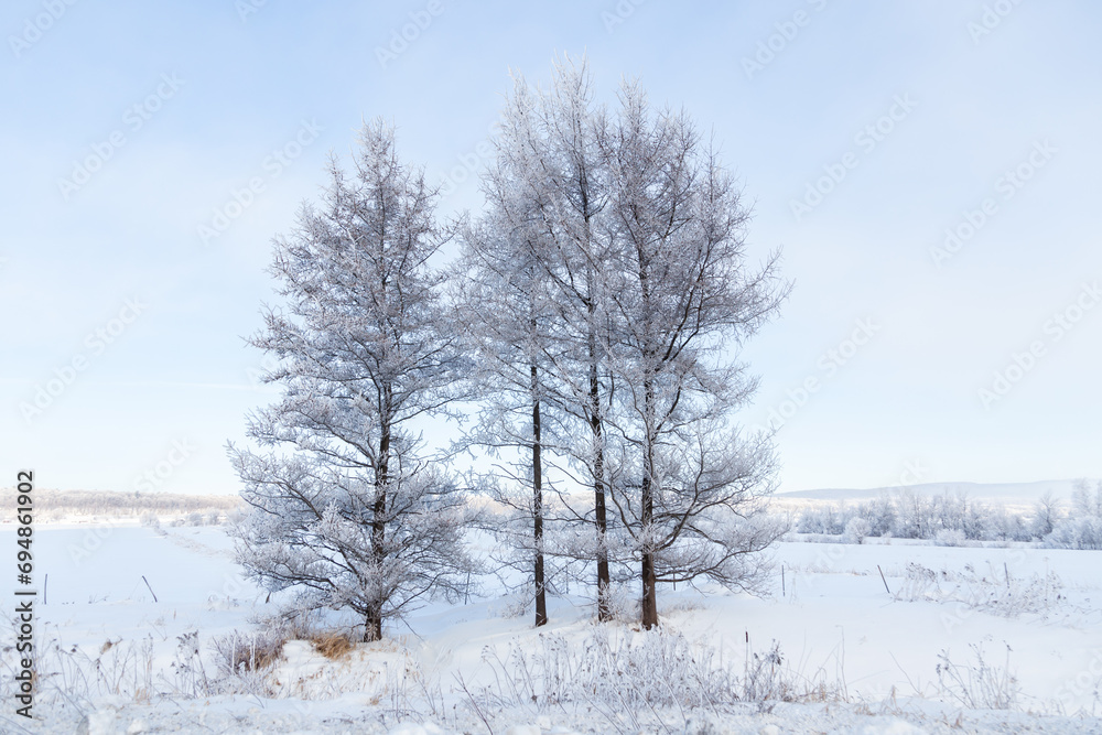 Beautiful winter landscape with icy trees standing in field during a hazy sunny morning, Saint-Augustin-de-Desmaures, Quebec, Canada