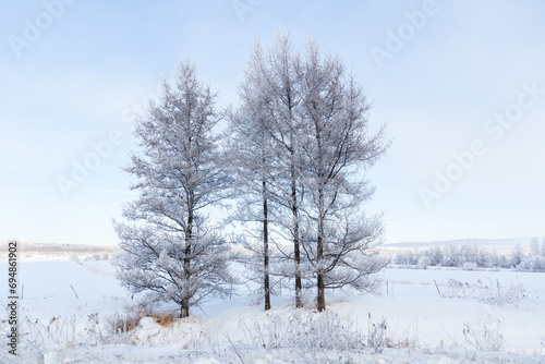 Beautiful winter landscape with icy trees standing in field during a hazy sunny morning, Saint-Augustin-de-Desmaures, Quebec, Canada