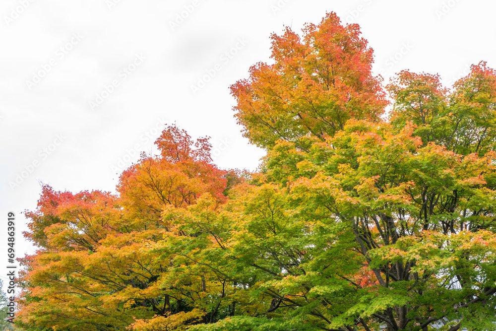 Naklejka premium Japan autumn, Beautiful autumn leaves in Japan