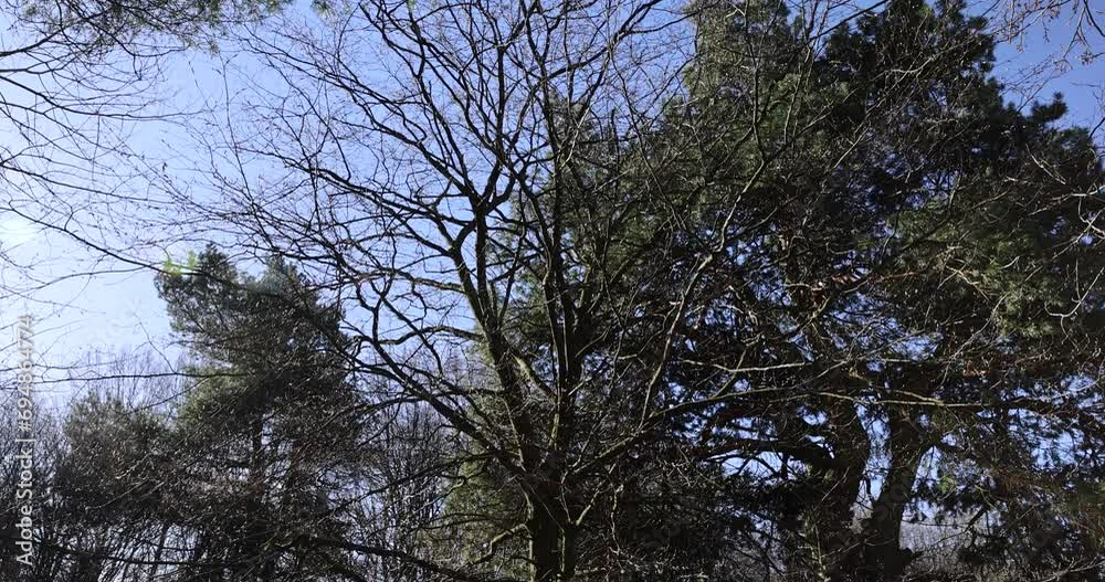 young foliage on deciduous trees in the forest in the spring season, different trees in the forest in the spring young foliage on deciduous trees in the forest in the spring season, different trees in the forest in the spring