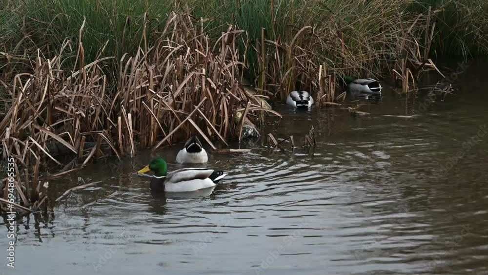 Rude gestures bottoms up ducks