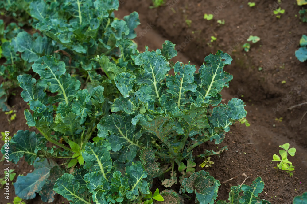 Fresh green curly kale leaf plantation in the garden in Batu, East Java, Indonesia. Fresh green curly kale leaf plantation in the garden in Batu, East Java, Indonesia.