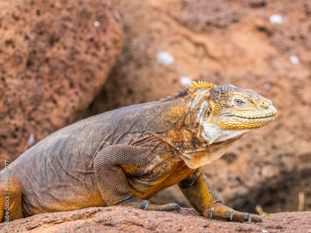 An adult Galapagos land iguana (Conolophus subcristatus), basking on North Seymour Island, Galapagos Islands, UNESCO World Heritage Site, Ecuador