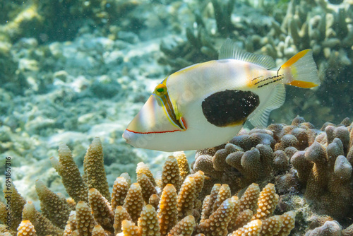 An adult blackpatch triggerfish (Rhinecanthus verrucosus), swimming on the reef off Bangka Island, Indonesia, Southeast Asia photo