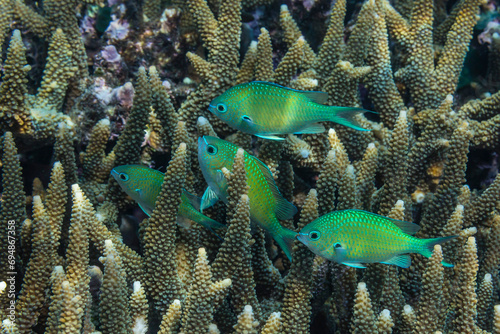 Adult blue-green chromis (Chromis virdis), on the reef off Kri Island, Raja Ampat, Indonesia, Southeast Asia
