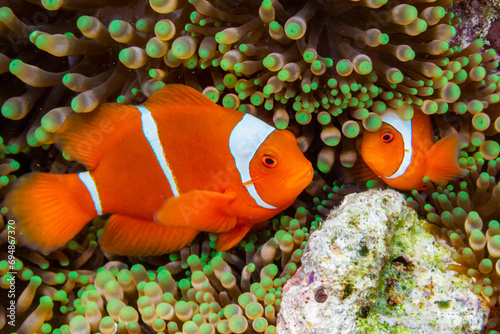 A pair of spine-cheek clownfish (Amphiprion biaculeatus), tucked into an anemone off Wohof Island, Raja Ampat, Indonesia, Southeast Asia photo