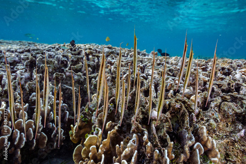 A school of jointed razorfish (Aeoliscus strigatus), in their usual head down formation, off Bangka Island, Indonesia, Southeast Asia