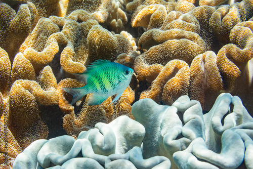 An adult Indo-Pacific sergeant major (Abudefduf vaigiensis) on the reef off Arborek Reef, Raja Ampat, Indonesia, Southeast Asia photo