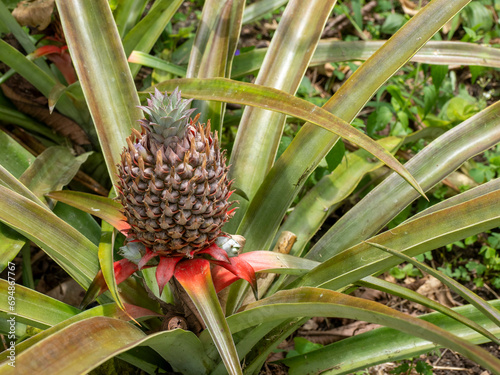 Pineapple (Ananas comosus) growing at the Granja Integral Ochoa hydroponics farm, Santa Cruz Island, Galapagos Islands, UNESCO World Heritage Site, Ecuador photo