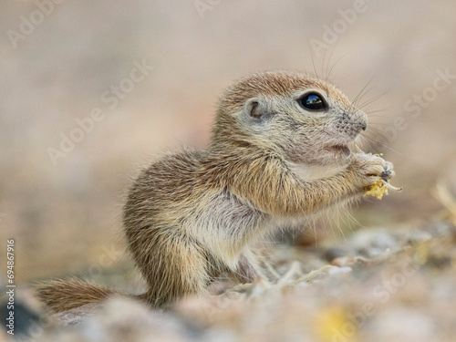 Round-tailed ground squirrel (Xerospermophilus tereticaudus), Brandi Fenton Park, Tucson, Arizona