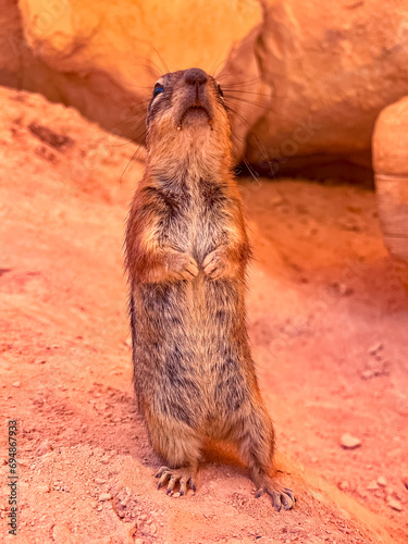 An adult golden-mantled ground squirrel (Callospermophilus lateralis), in Bryce Canyon National Park, Utah photo