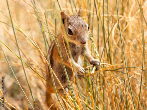 An adult golden-mantled ground squirrel (Callospermophilus lateralis), in Bryce Canyon National Park, Utah photo