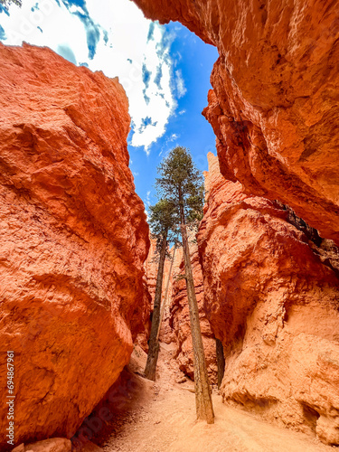 Huge trees growing in a slot canyon in Bryce Canyon National Park, Utah photo
