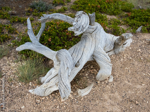 An interesting piece of wood in Bryce Canyon National Park, Utah photo