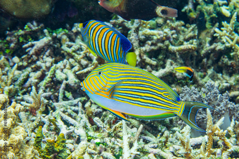An adult striped surgeonfish (Acanthurus lineatus), on a night dive off