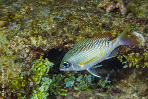 An adult pearly monocle bream (Scolopsis margaritifera), off Wohof Island at night, Raja Ampat, Indonesia, Southeast Asia