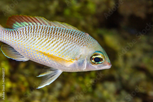An adult pearly monocle bream (Scolopsis margaritifera), off Wohof Island at night, Raja Ampat, Indonesia, Southeast Asia photo