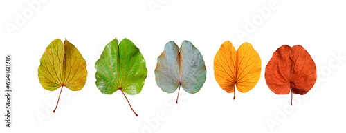 Various different colorful collection of fresh and old Bauhinia aureifolia leaves isolated on transparent background, png file