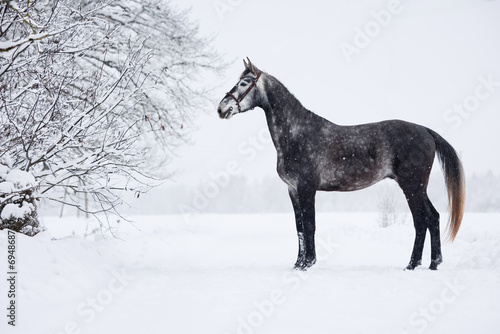 beautiful dark grey horse standing in the snow outdoors