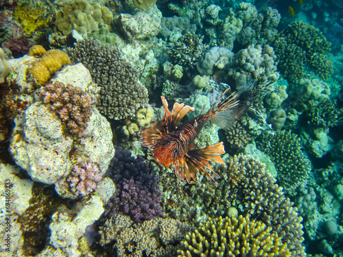 Lion fish in the coral reef of the Red Sea