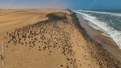 Aerial of massive numbers of Cormorants on the sand dunes along the Atlantic coast, Namibe (Namib) desert, Iona National Park, Namibe, Angola photo