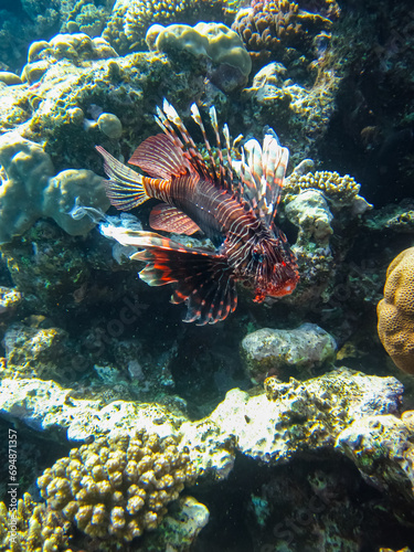 Lion fish in the coral reef of the Red Sea © glebantiy