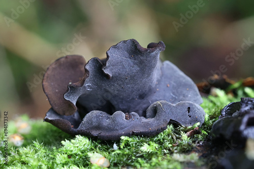 Ionomidotis irregularis, black cup fungus growing on grey alder in Finland, no common English name