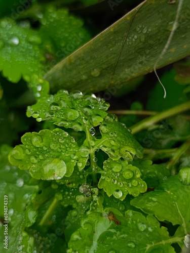Drops after rain. Dew on the grass. High quality photo