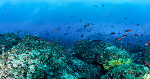 School fish swimming in blue ocean water tropical under water. Scuba diving adventure in Maldives. Fishes in underwater wild animal world. Observation of wildlife Indian ocean. Copy space