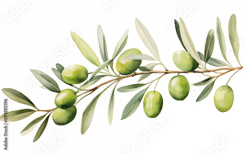 Watercolor painting of Olive clipart on a white background. 