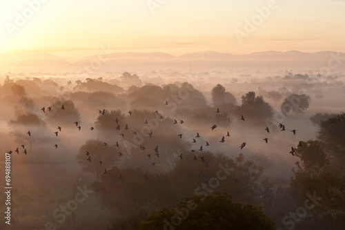 Flock of birds flying above atmospheric misty early morning landscape of trees and hills around Samode, Rajasthan, India