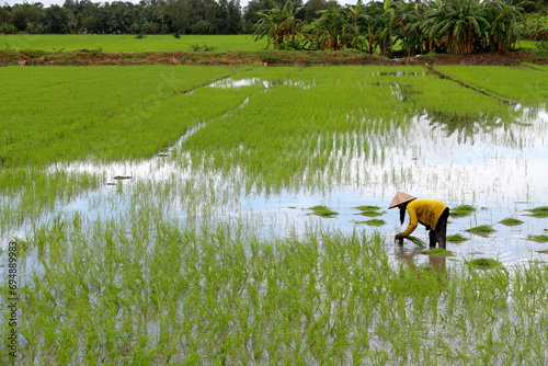 Woman farmer working in a rice field transplanting rice in the Mekong Delta, Can Tho, Vietnam, Indochina photo