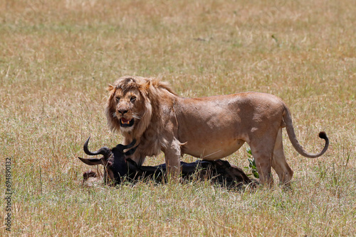 Lion (Panthera leo) with wildebeest kill in savanna, Masai Mara National Park, Kenya, East Africa