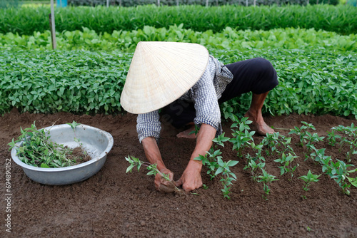 Vietnamese woman planting seedlings in Organic vegetable gardens in Tra Que Village, Hoi An, Vietnam, Indochina photo