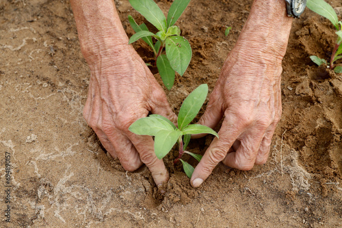 Close-up of Vietnamese farmer planting seedlings in Organic vegetable gardens in Tra Que Village, Hoi An, Vietnam, Indochina photo