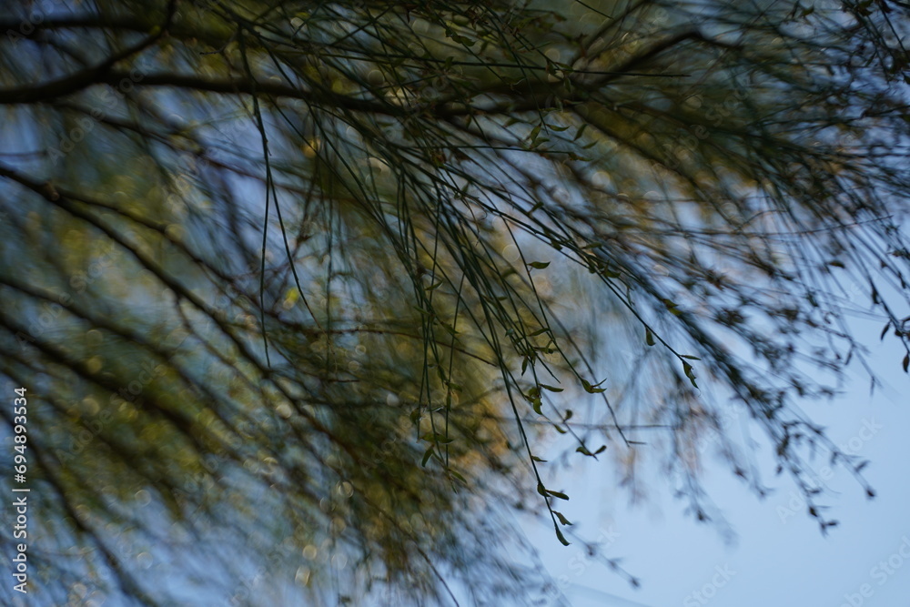Obraz premium Un pin majestueux se dresse dans une forêt hivernale, ses branches chargées de neige, créant un paysage enchanteur. Le ciel bleu d'hiver contraste avec la blancheur du sol et les verts persistants des
